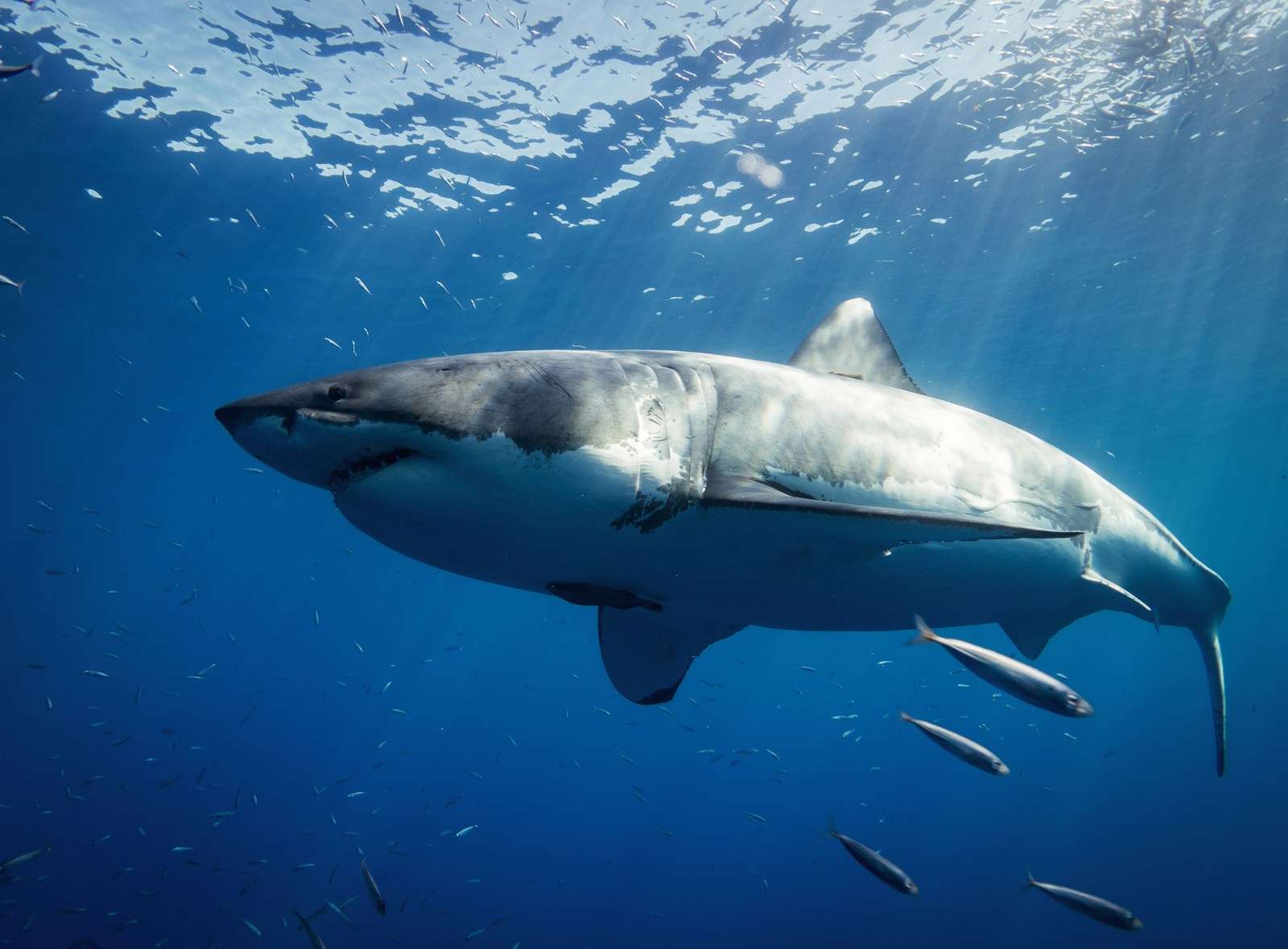 Great White Shark Conservation - TheSharksInfo